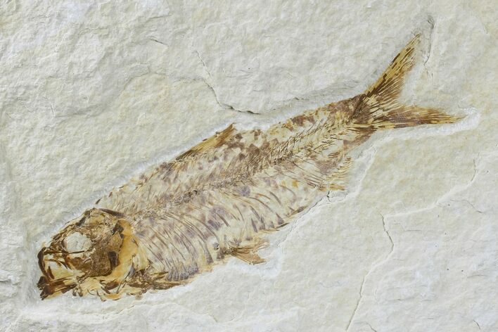 Detailed Fossil Fish (Knightia) - Wyoming #165823
